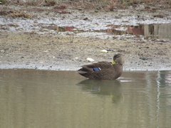 Anas rubripes × platyrhynchos