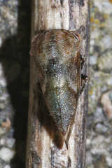 Ophiderma