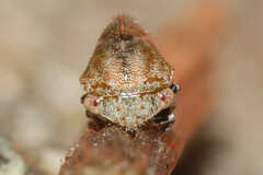 Ophiderma