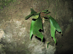 Antrophyum callifolium