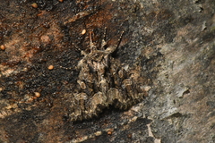 Platypolia mactata