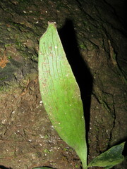 Antrophyum callifolium