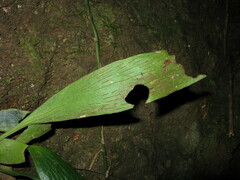 Antrophyum callifolium