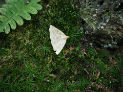Zanclognatha jacchusalis