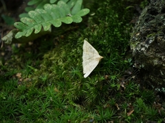 Zanclognatha jacchusalis