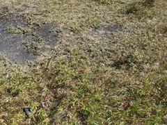 Potentilla pulcherrima