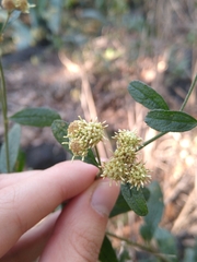 Baccharis sordescens