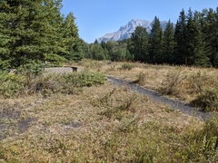 Potentilla pulcherrima