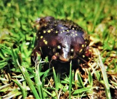 Hemisus guttatus