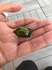 Protaetia speciosissima