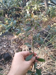 Baccharis sordescens