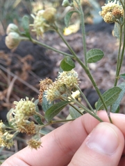 Baccharis sordescens