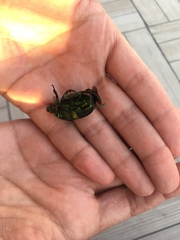 Protaetia speciosissima