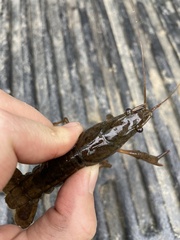 Procambarus acutus