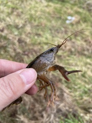 Procambarus acutus