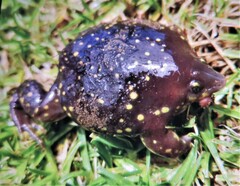 Hemisus guttatus