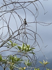 Calliphlox amethystina