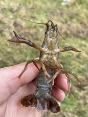Procambarus acutus