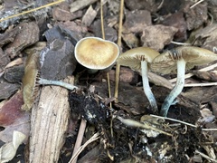 Psilocybe allenii