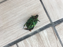 Protaetia speciosissima