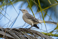Mimus polyglottos