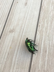 Protaetia speciosissima