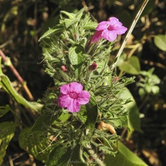 Ruellia inundata