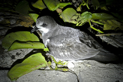Pterodroma hypoleuca