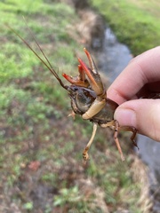 Lacunicambarus diogenes