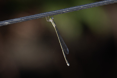 Rhadinosticta simplex