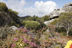 Phylica buxifolia