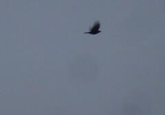 Turdus merula