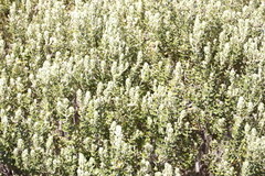 Phylica buxifolia