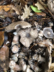Agaricus deardorffensis