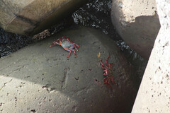 Grapsus adscensionis