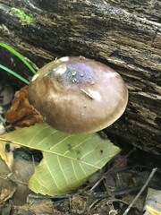 Pluteus hongoi