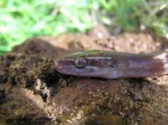 Boaedon fuliginosus