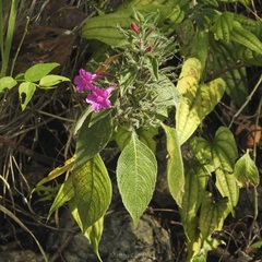 Ruellia inundata