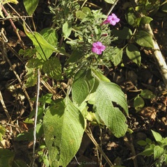 Ruellia inundata
