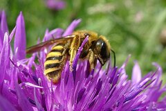 Halictus scabiosae