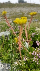 Petrosedum