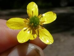 Ranunculus plebeius