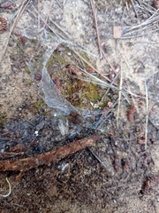 Lycosoides coarctata