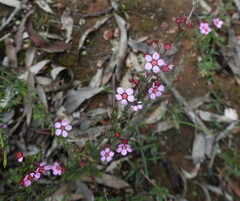 Euryomyrtus ramosissima