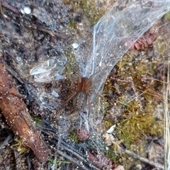 Lycosoides coarctata