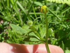 Ranunculus plebeius