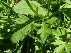 Ranunculus plebeius