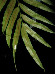 Asplenium formosae