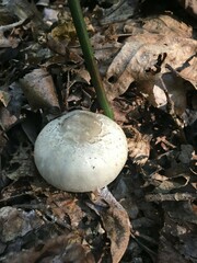 Agaricus leptocaulis