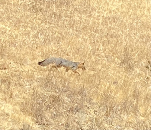 iNaturalist observation photo of Gray Fox